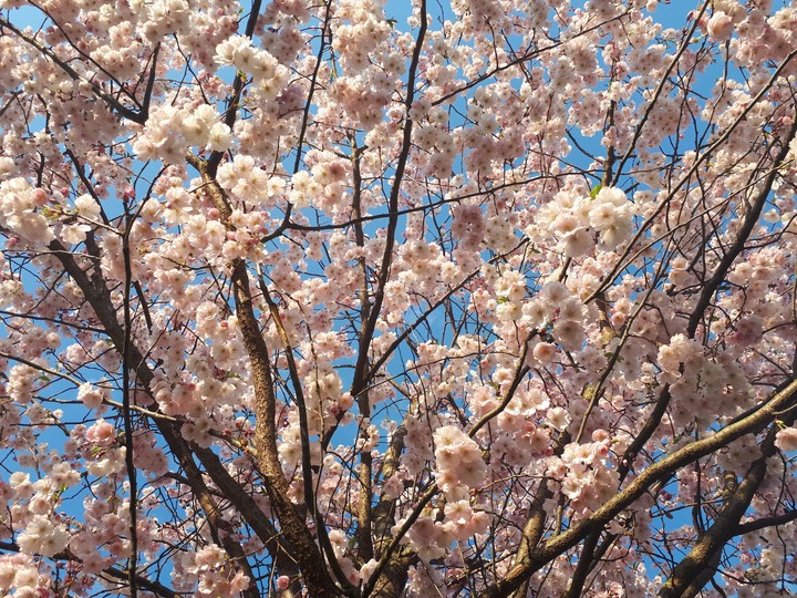 Cherry blossom pt.1