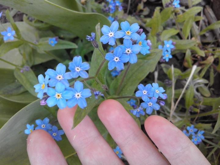 flover