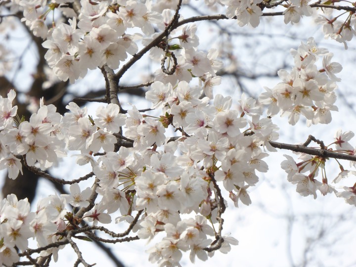 お花見
