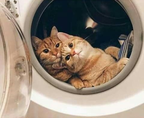 cat friends