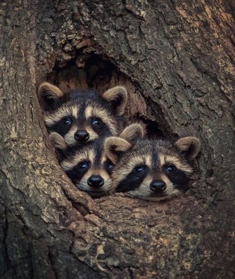 I Hear Something Out There