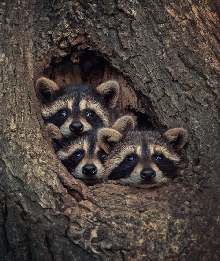 I Hear Something Out There