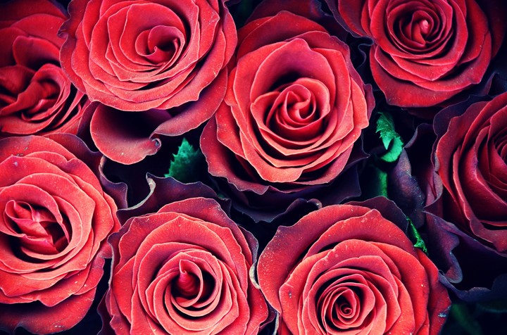 Roses