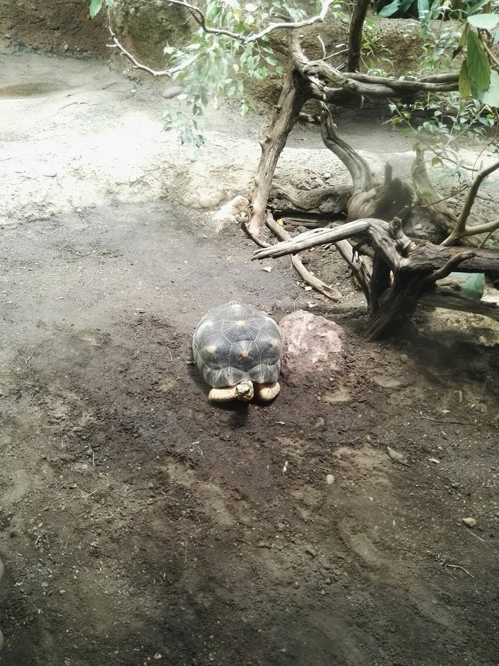 Schildkröte