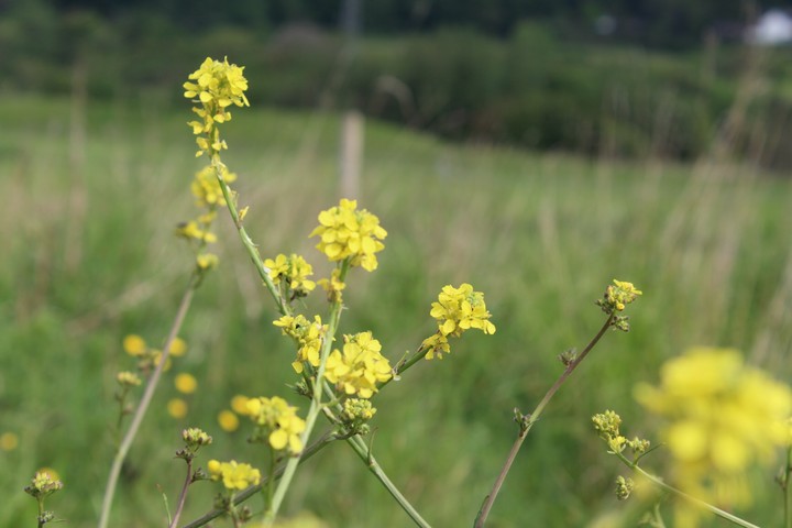 wild flowers