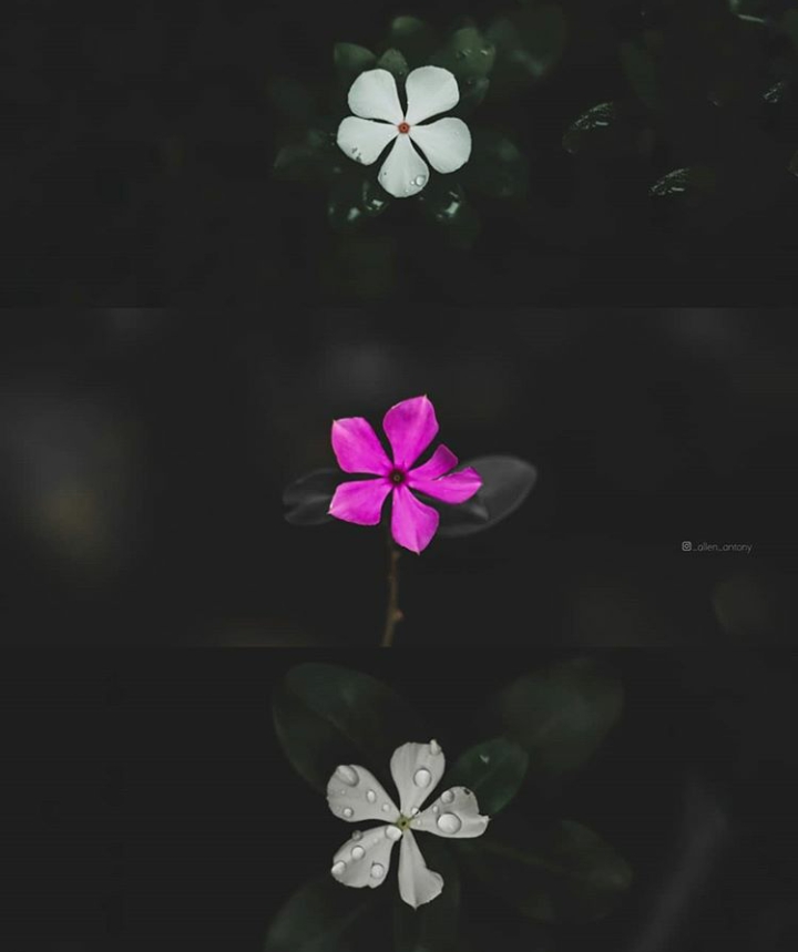 anan