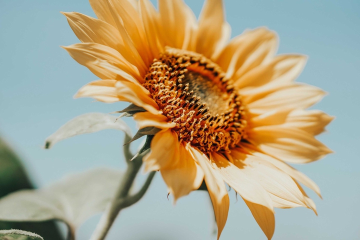 The sunflower that turns your face to the sun ...