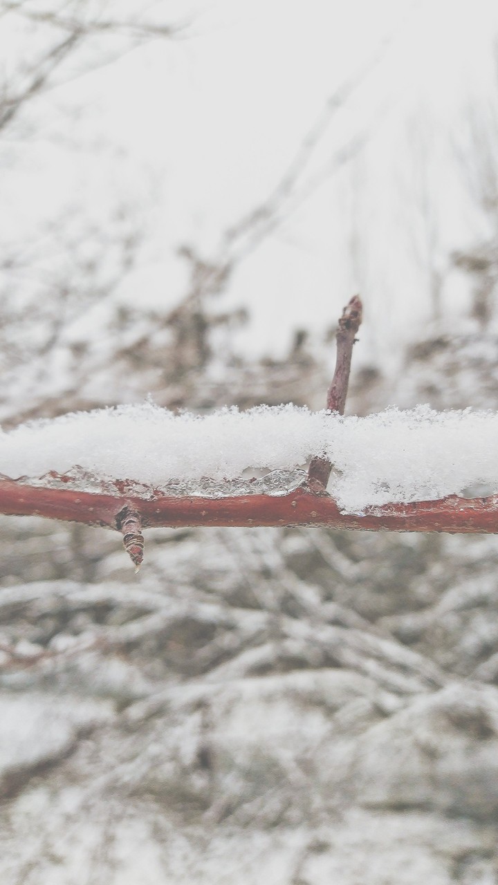 winter stick