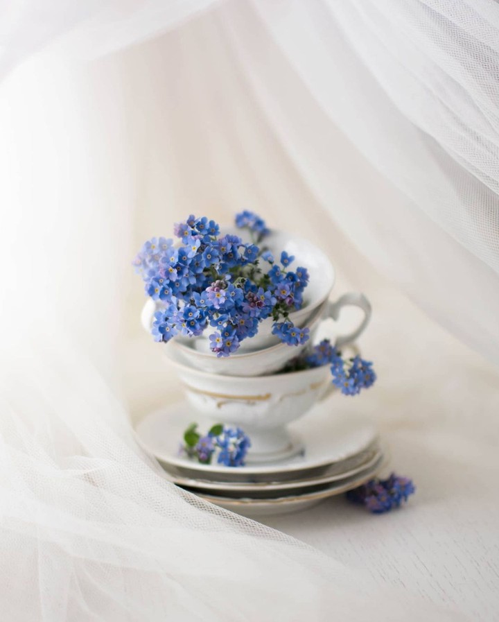 Forgetmenot