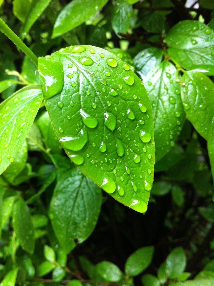 Rain Drops