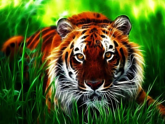 Tiger...back