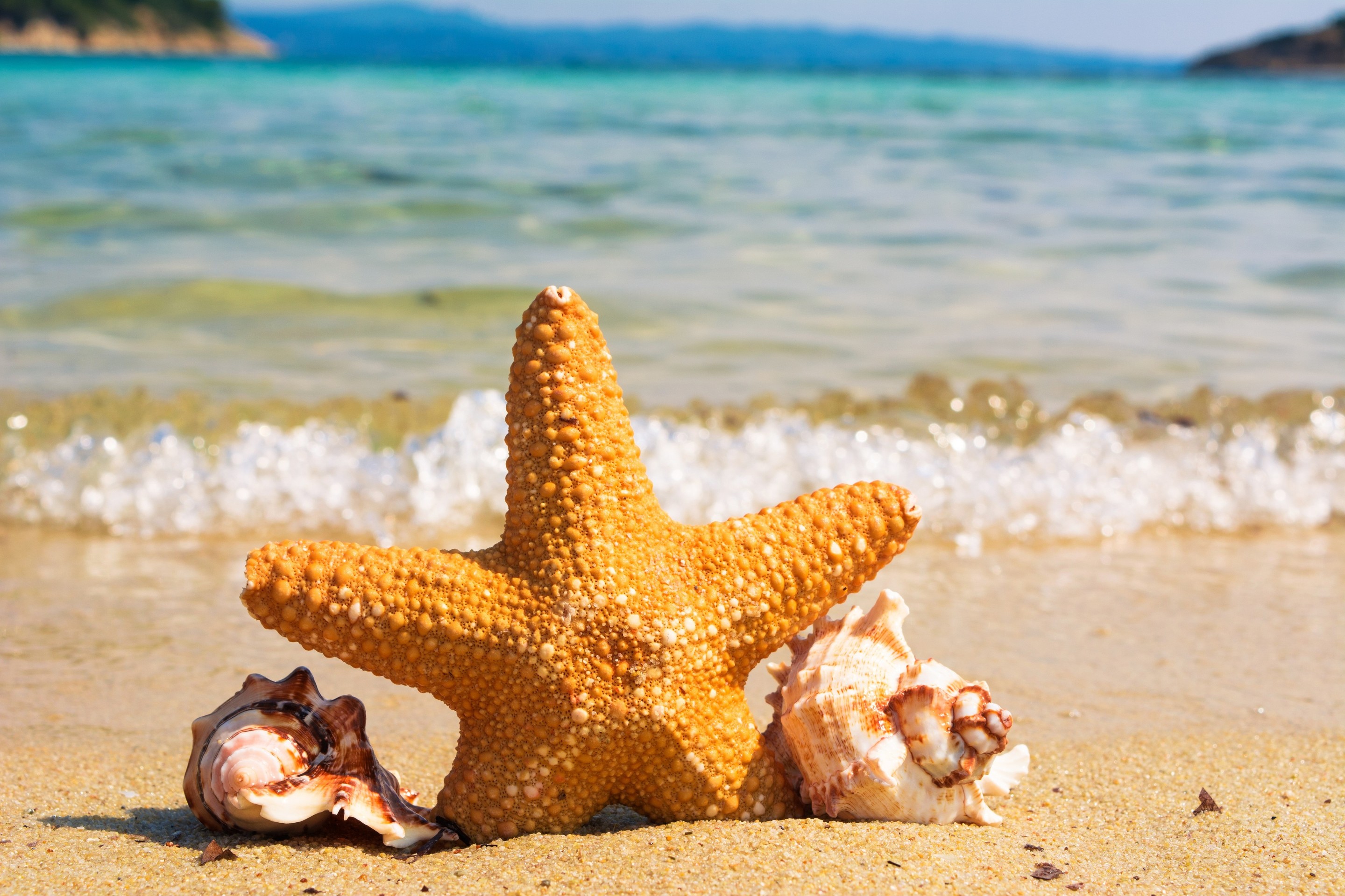 tapety ocean, starfish