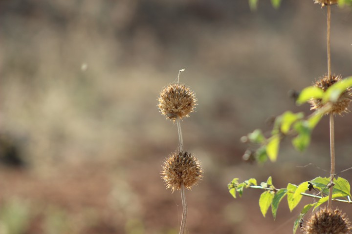Blurry Plant