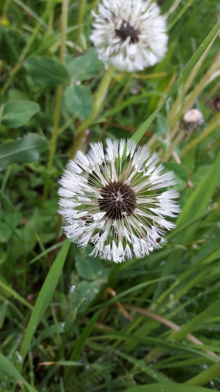 Dandelions