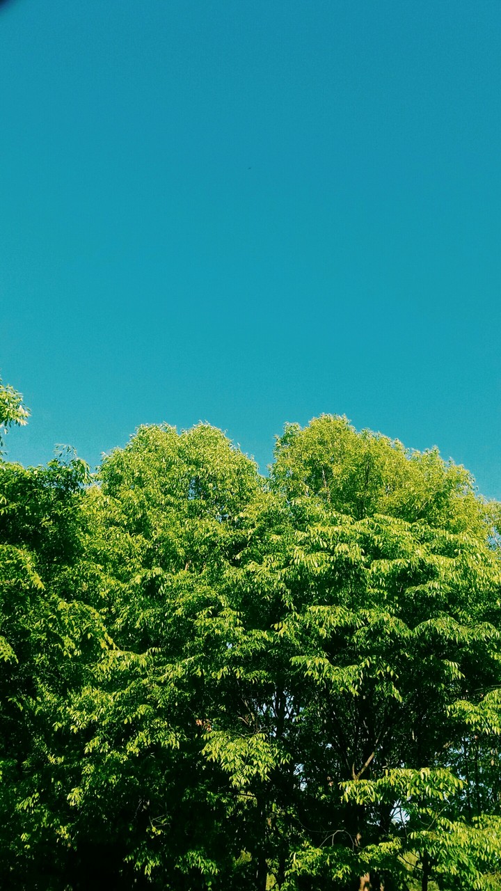tree