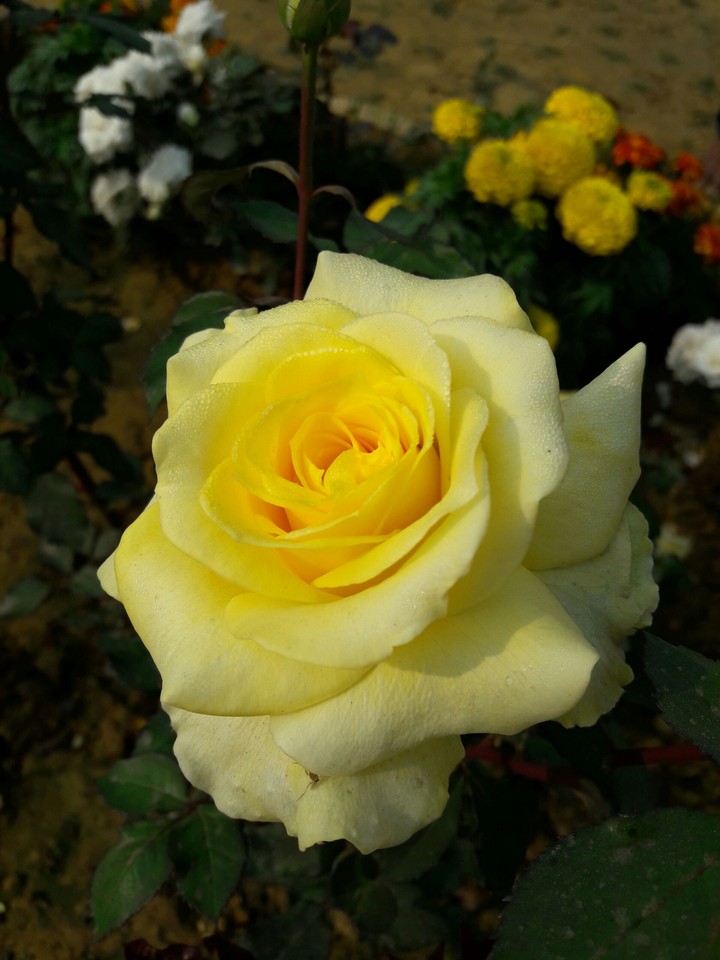 Yellow Rose