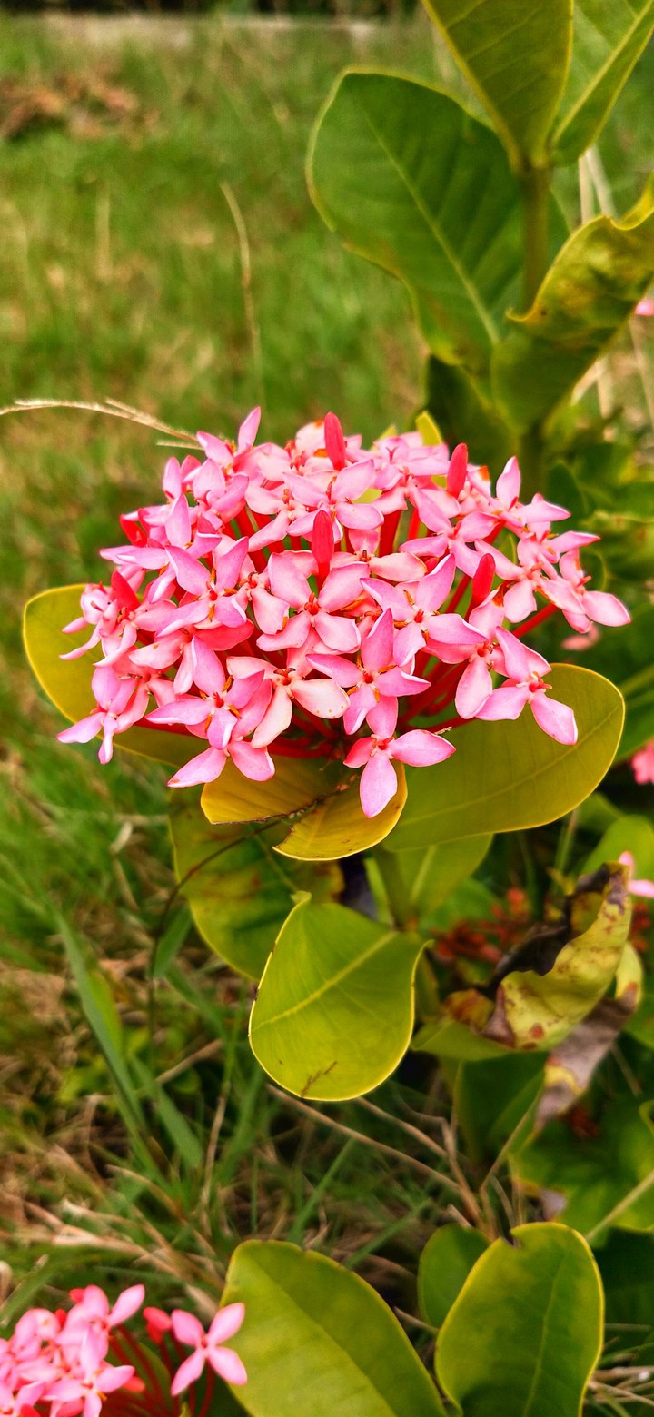 flower bunch.