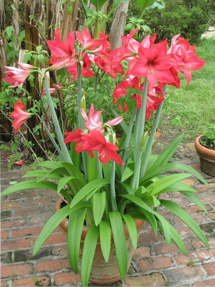 Amaryllis