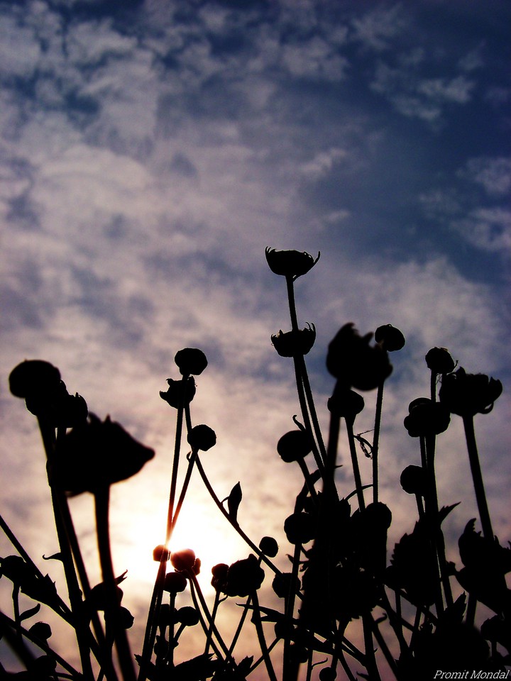 Dawn