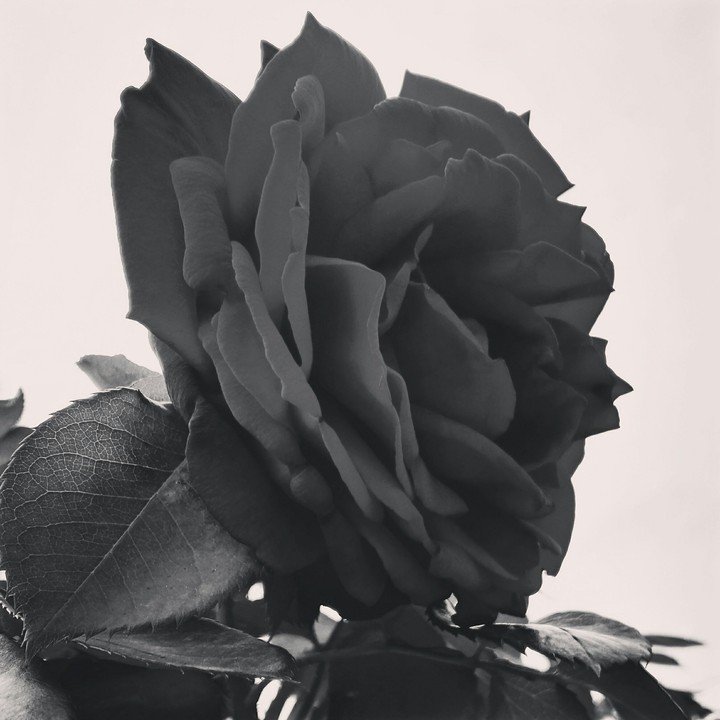 The rose