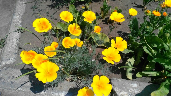 Flowers