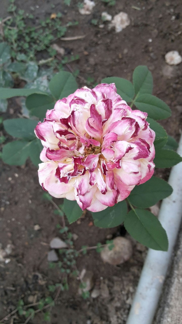 different colors