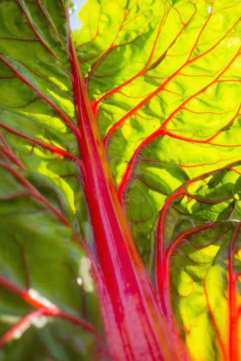 Rhubarb