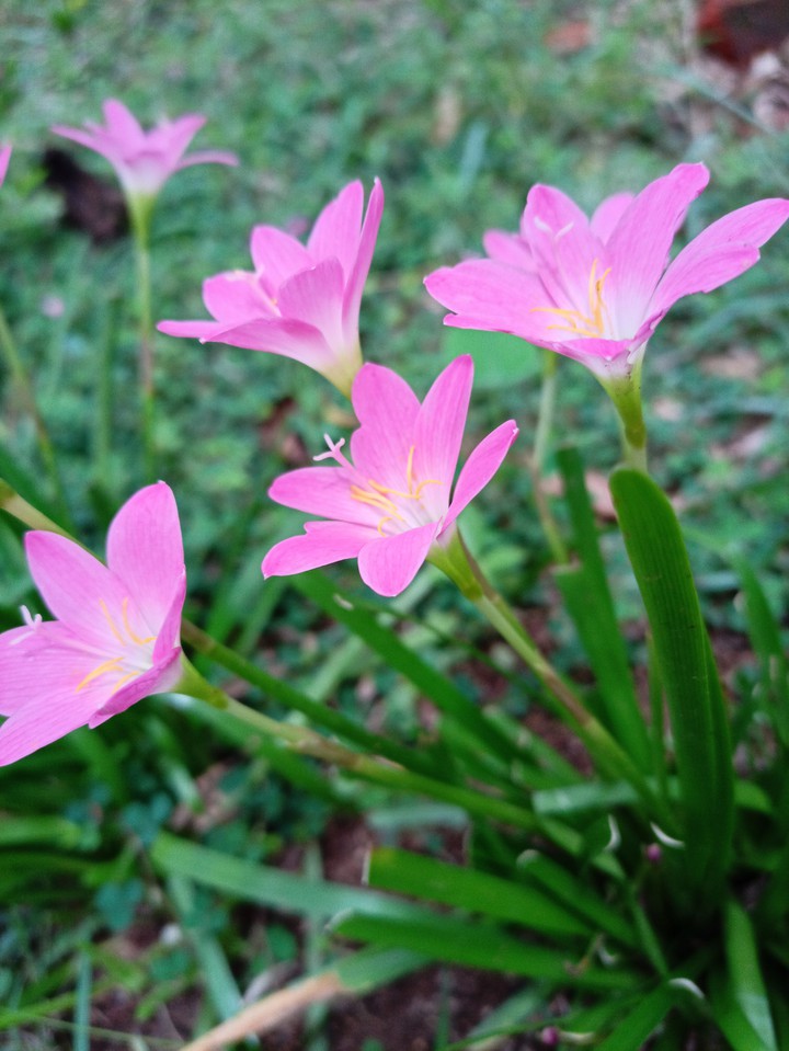 pink