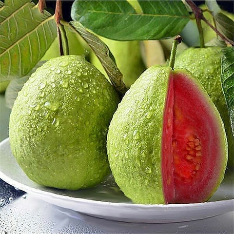 plant, guava wallpapers