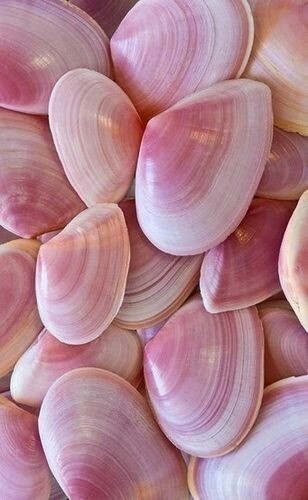 pink shells
