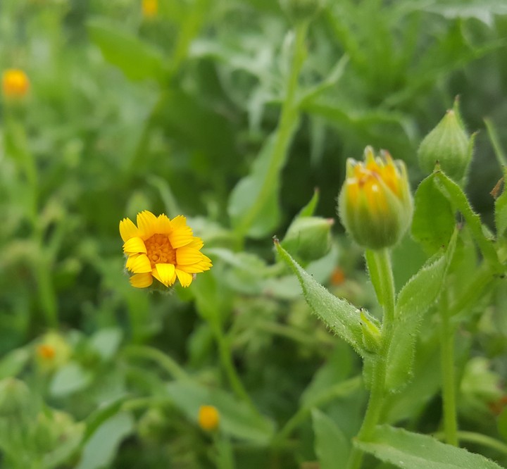flowers