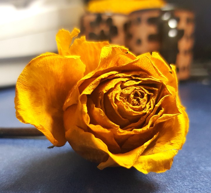 Flor seca