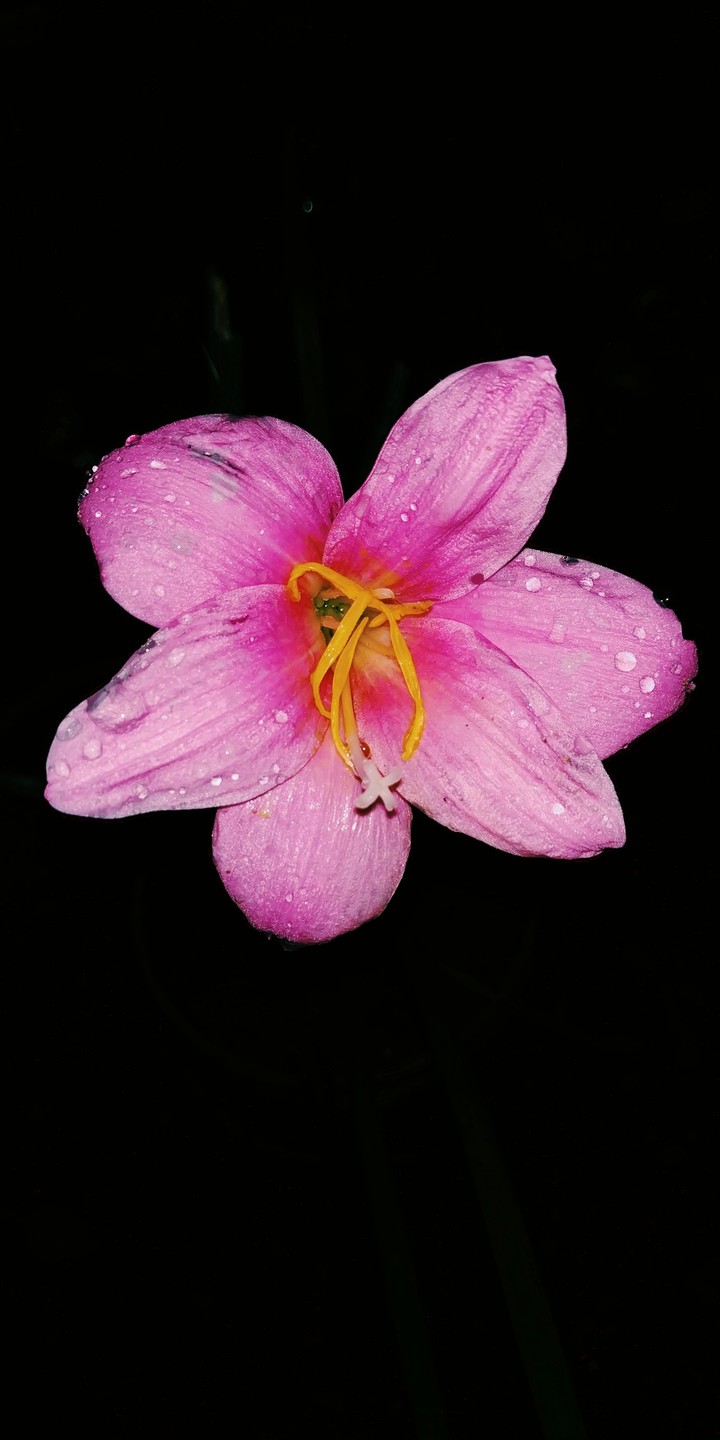amoled pink