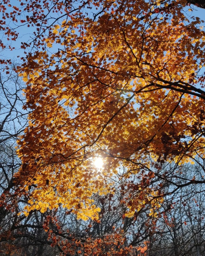Golden autumn
