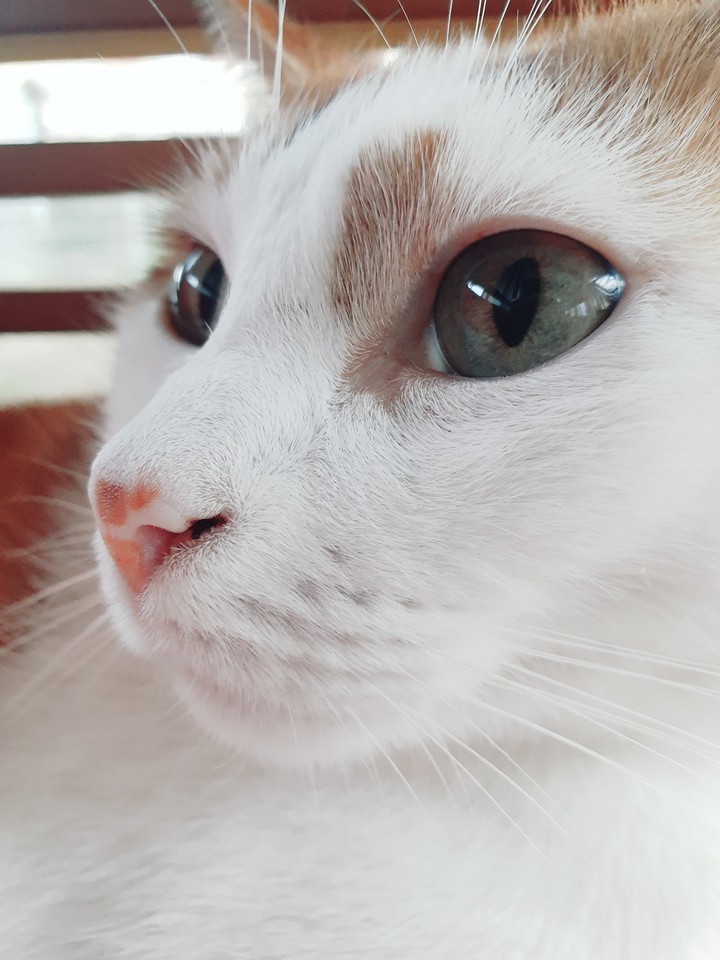 Cat's Eye