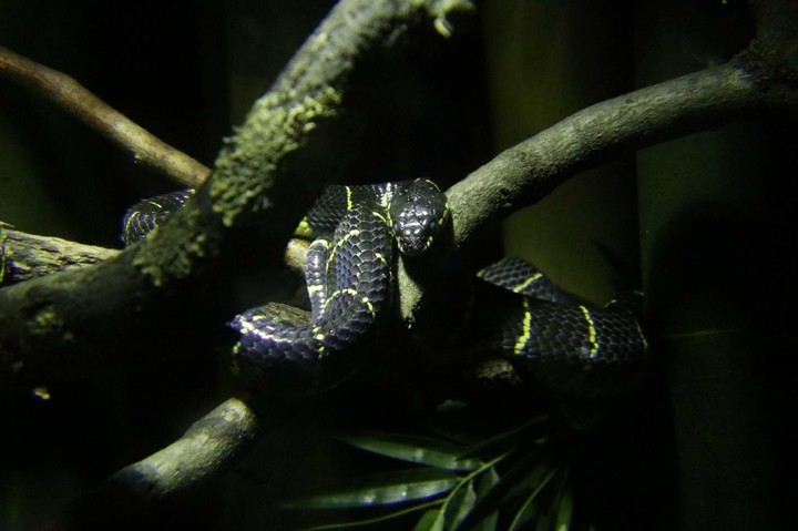 Snaring Snake