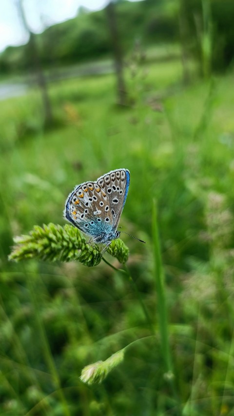 polyommatus, plebejus壁纸