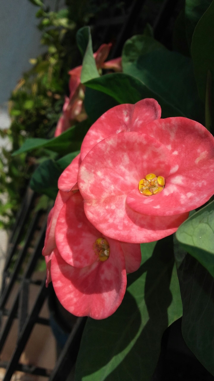 Flora