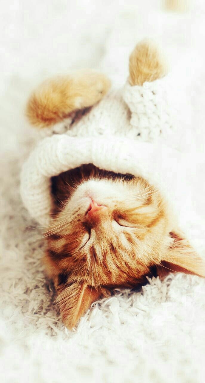 #cat