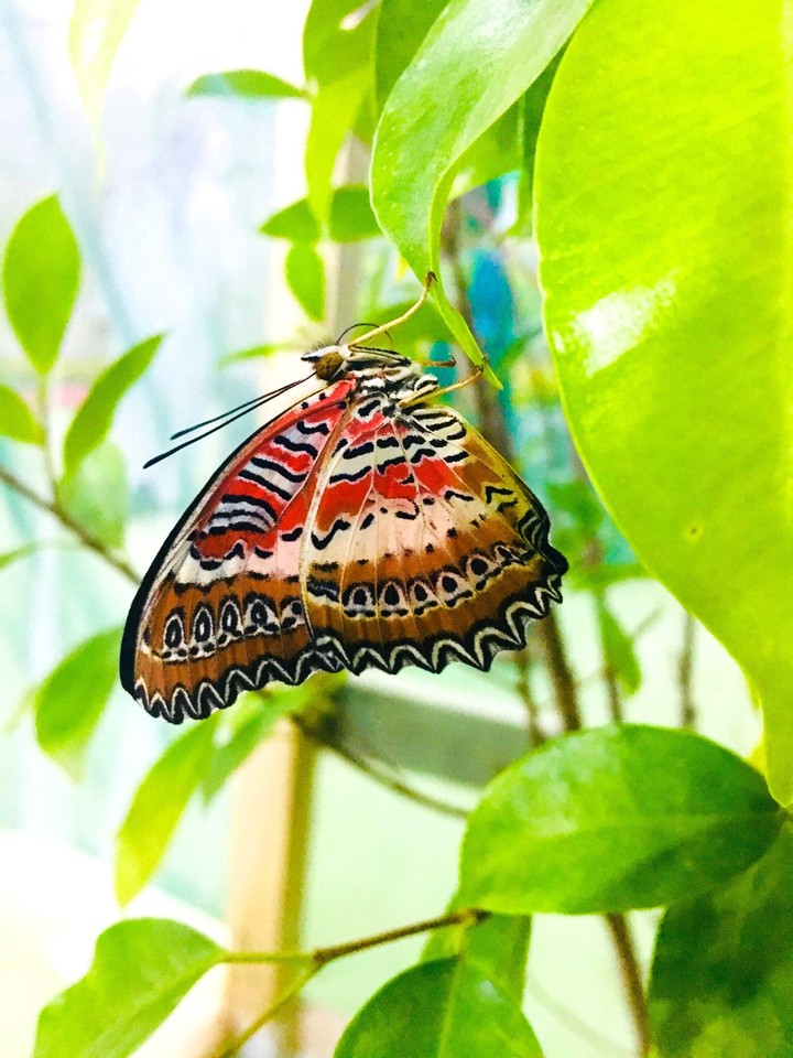 butterfly