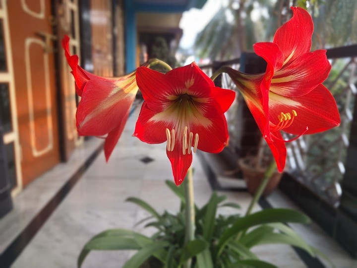 flower