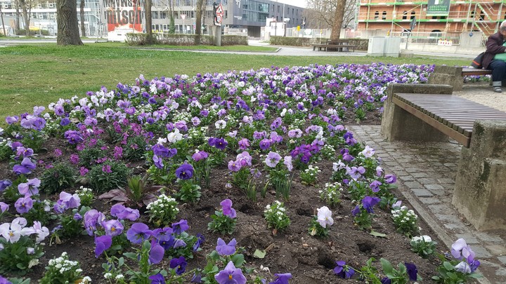 Ingolstadt-City/Ingolstadt-Stadt/Ingolstadt-by