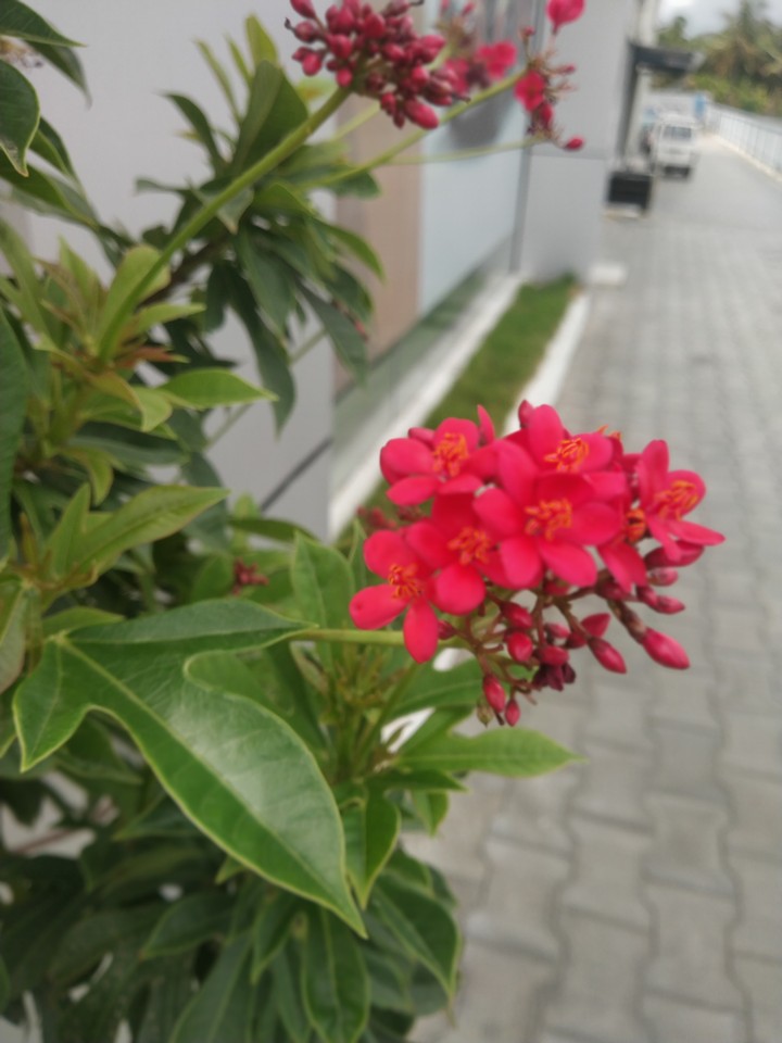 flower_red
