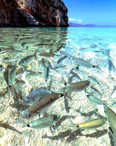 Карпы Карибского моря