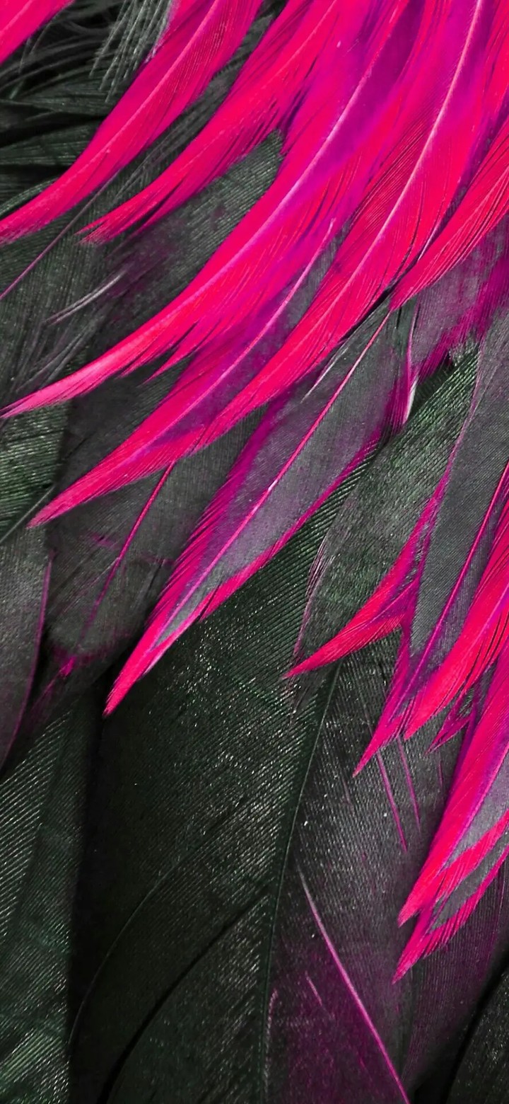 feathers