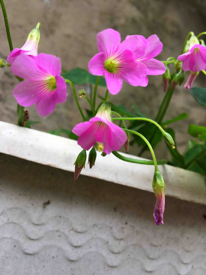 flores
