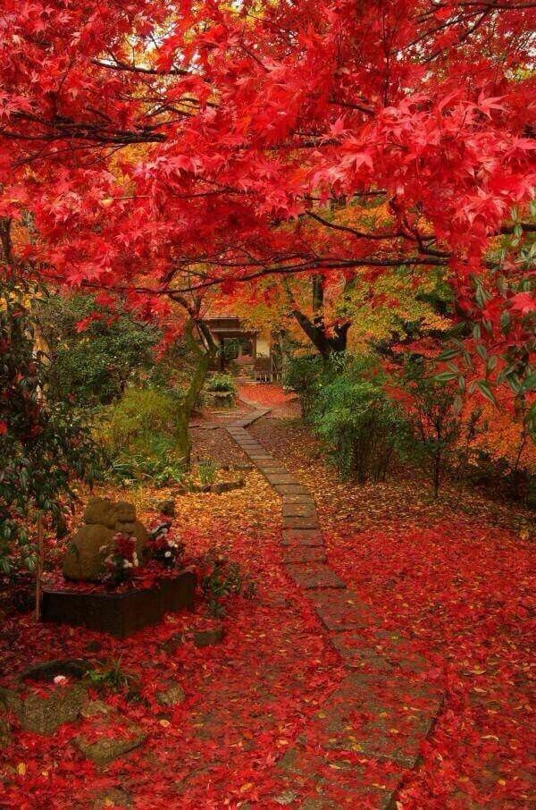 Autumn Garden 1