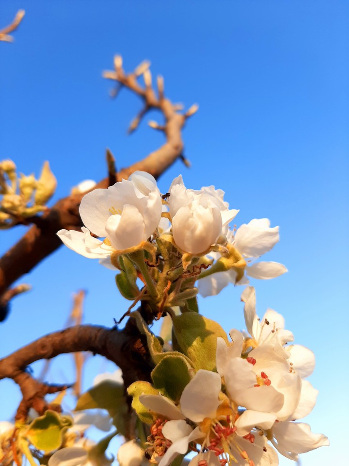 spring