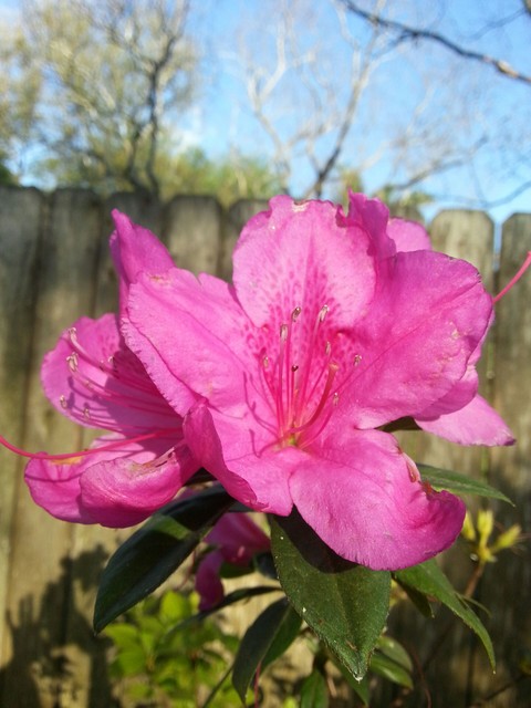 azaleas