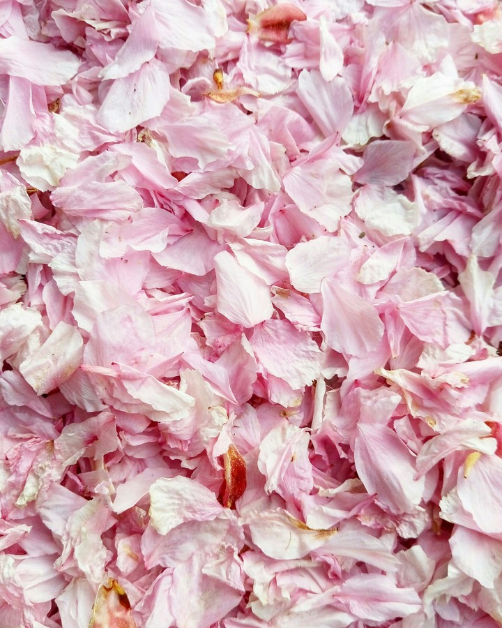 petals 